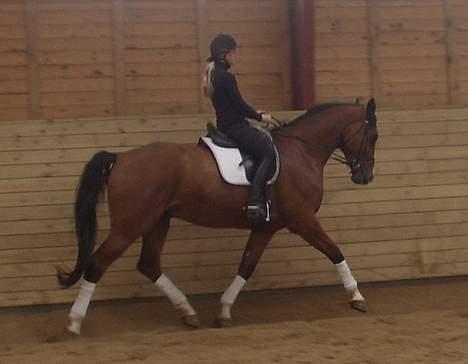 Dansk Varmblod Don Juan R.I.P billede 7