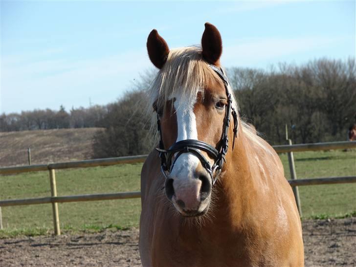 Haflinger            Amadeus - foto: sarah waaben billede 5