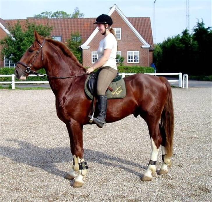 Gelderland Lukas - Tilridning påbegyndt :D billede 12