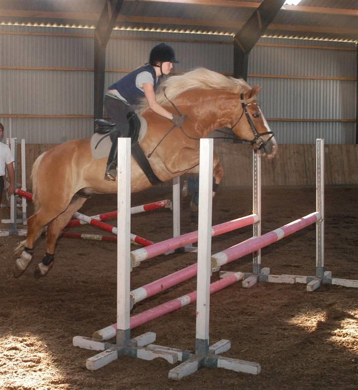 Haflinger            Amadeus - Spring d.19/6 2007 billede 12