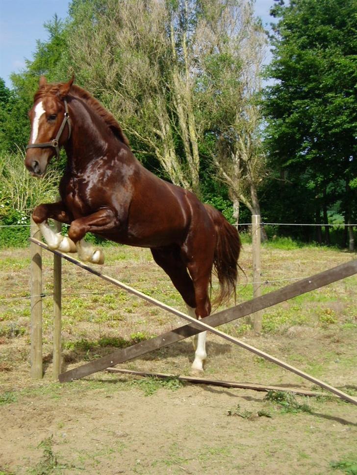 Gelderland Lukas - Nyt 3/6 billede 14