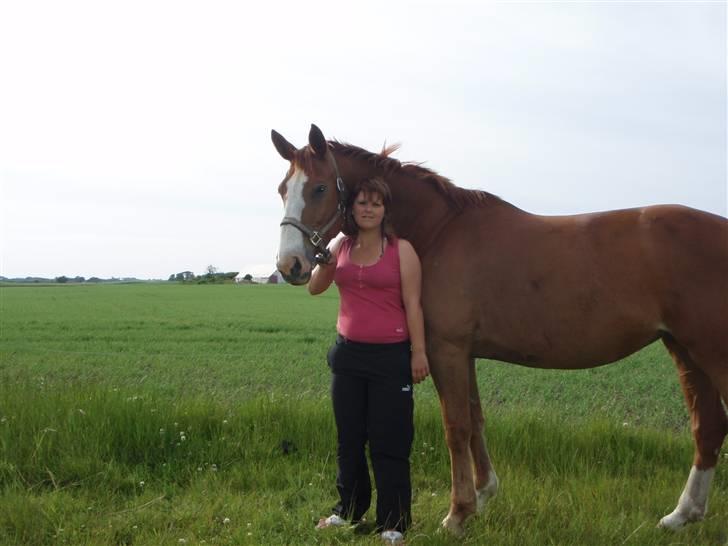 Dansk Varmblod Amazing Grace billede 1