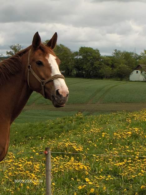 Dansk Varmblod Amazing Grace billede 2