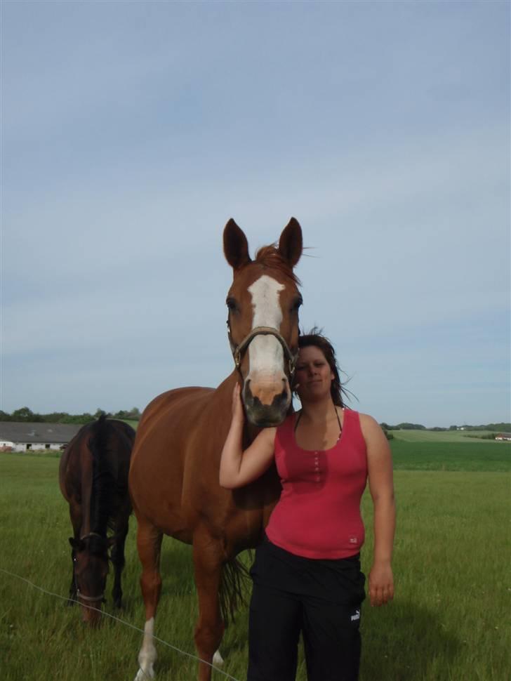 Dansk Varmblod Amazing Grace billede 4