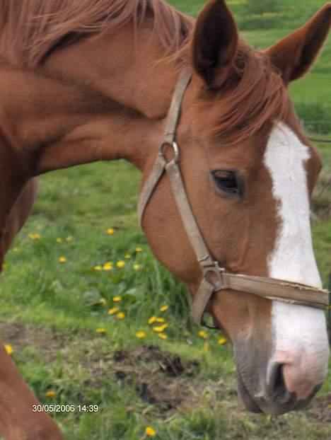 Dansk Varmblod Amazing Grace billede 5