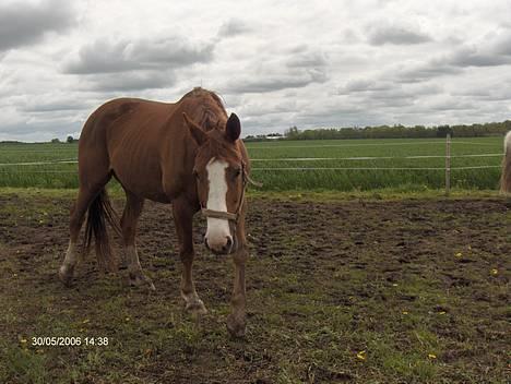 Dansk Varmblod Amazing Grace billede 6