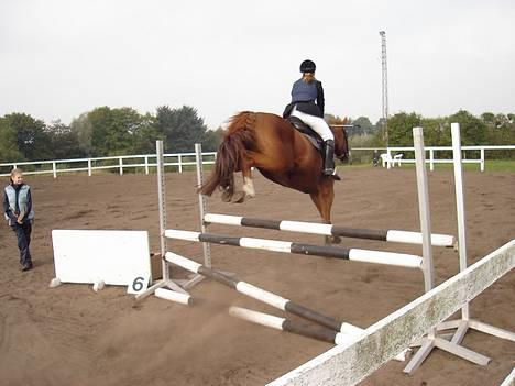 Dansk Varmblod Amazing Grace billede 7