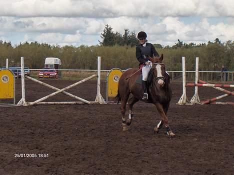 Dansk Varmblod Amazing Grace billede 8