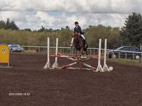 Dansk Varmblod Amazing Grace billede 9