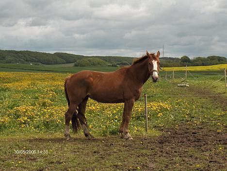 Dansk Varmblod Amazing Grace billede 10