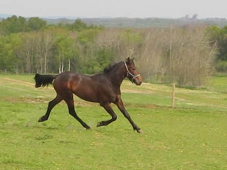 Traver Nemo *Solgt* - Nemo er blevet stor og lækker. 6 maj 2007 (: billede 1
