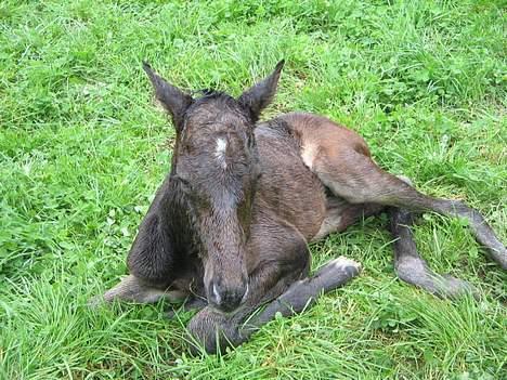 Traver Nemo *Solgt* - Nemo er lige født d. 2 maj 2005. billede 2
