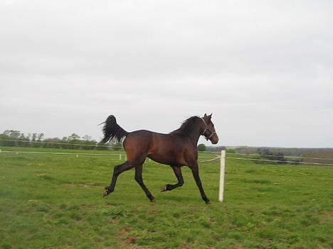 Traver Nemo *Solgt* - Nemo d. 6 maj 2007 (: billede 5