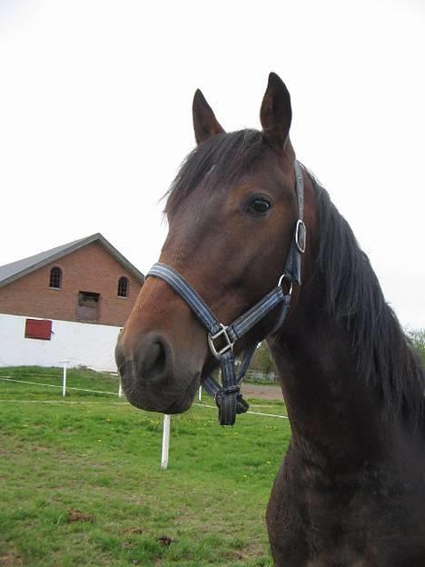 Traver Nemo *Solgt* - Nemo d. 6 maj 2007 billede 10