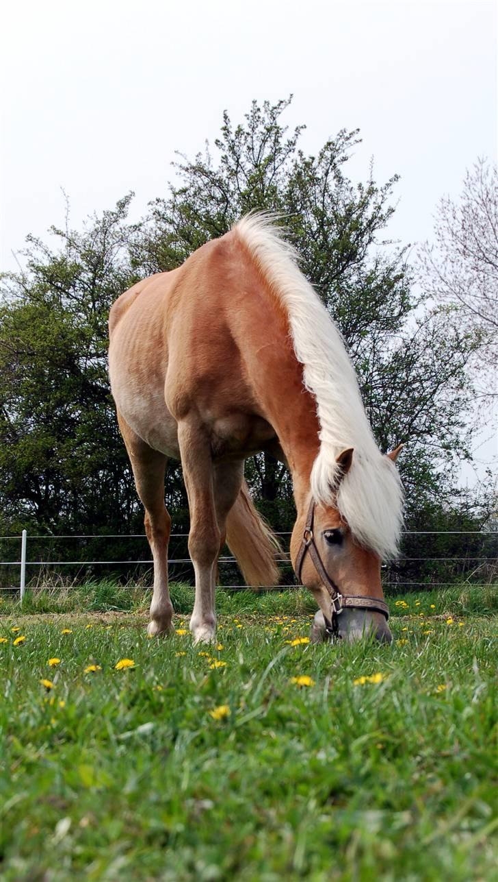 Tyroler Haflinger Gabriella Elghuset - D.27.4.2008 billede 9