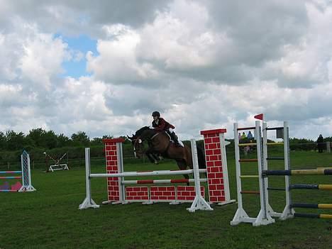 Dansk Varmblod Calypso Alsidig - LC i bolderslev billede 20