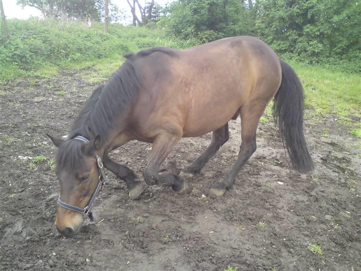 Anden særlig race † Rocky † - Rocky<3 NYT billede 20