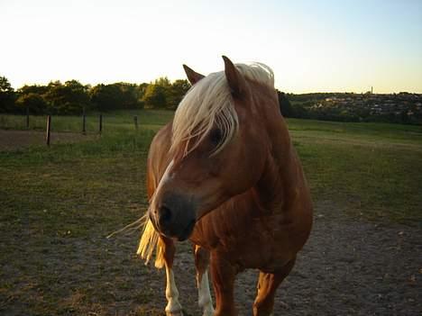 Haflinger Attika (Solgt) billede 7