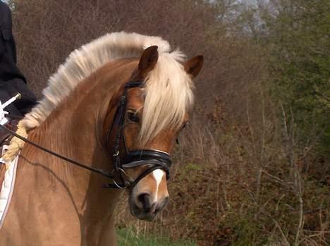 Haflinger Attika (Solgt) - Attika billede 10