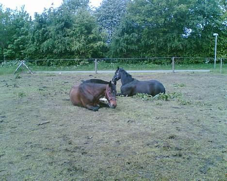 Oldenborg Joy -> R.I.P Altid savnet - Ahh.. Det er godt med en lille lur.. billede 14