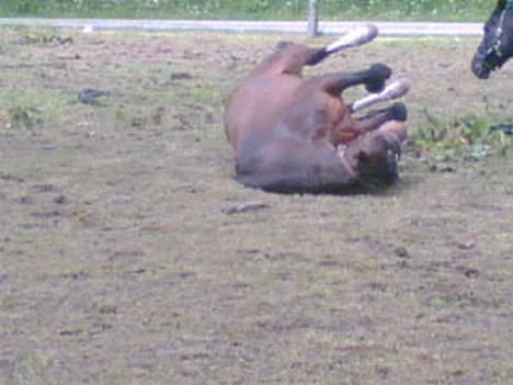 Oldenborg Joy -> R.I.P Altid savnet - Dejligt med en lille rulletur =) billede 15