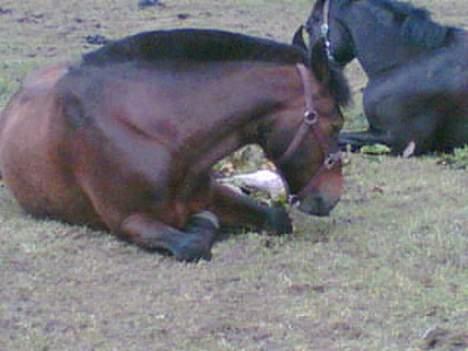 Oldenborg Joy -> R.I.P Altid savnet - Joy og scarlet tager en lille lur billede 16