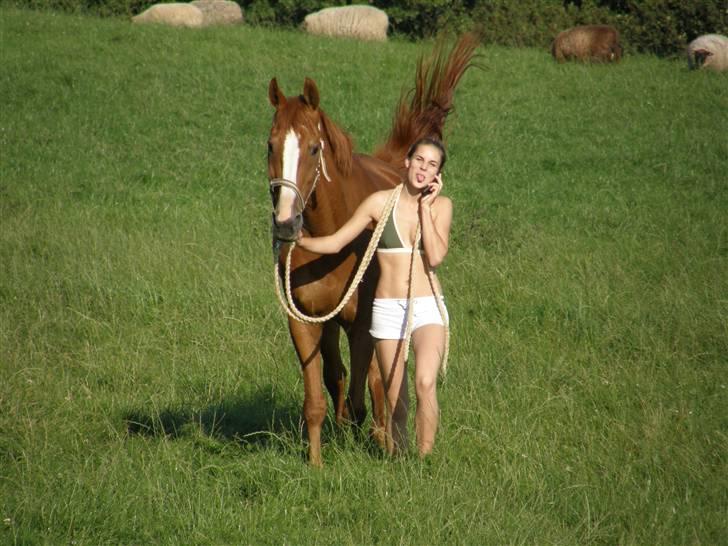 Fuldblod (XX) Dior - Jeg henter Dior på fold en dejlig sommerdag<33 billede 2