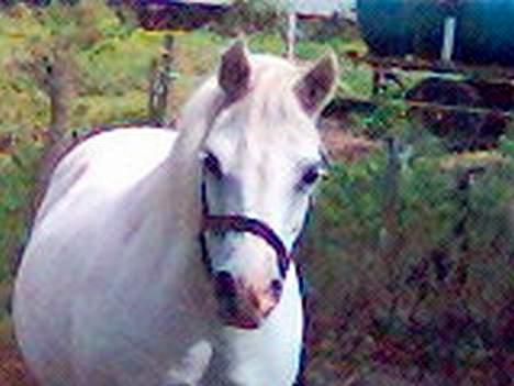 Dartmoor † Donna af stegstedgård † - Sidste billed af donna der er taget, inden hun døde. (2005) billede 10