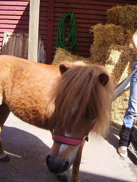 Shetlænder Sussi - # Sussi. billede 2