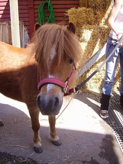 Shetlænder Sussi - #3 Sussi billede 3