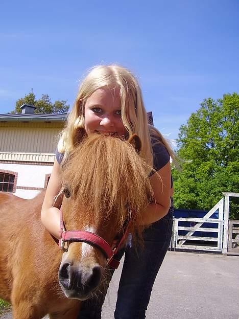 Shetlænder Sussi - #4 Sussi&Mig billede 4