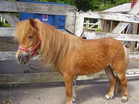 Shetlænder Sussi - #5 Sussi billede 5