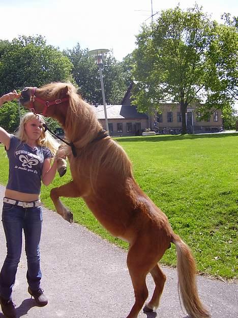 Shetlænder Sussi - #6 Sussi stejler. billede 6