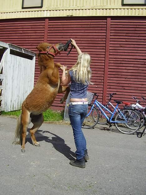 Shetlænder Sussi - #7. Sussi Stejler billede 7