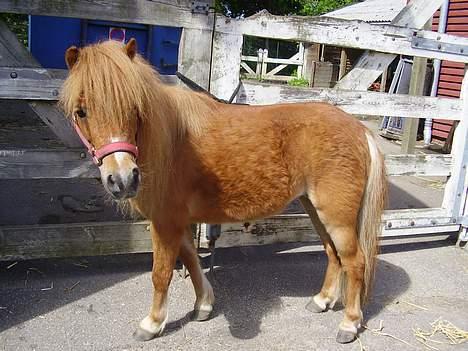 Shetlænder Sussi - #8 Sussi billede 8