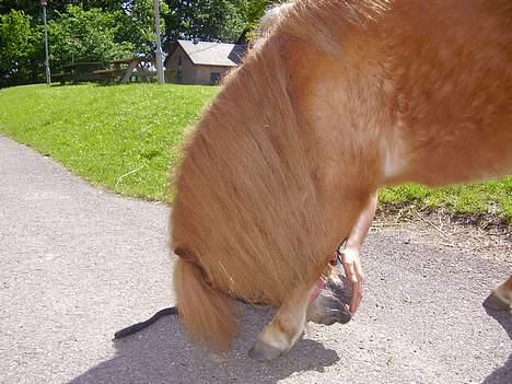 Shetlænder Sussi - #9 Sussi nejer. billede 9