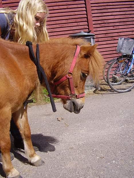 Shetlænder Sussi - #10 Sussi&Mig billede 10