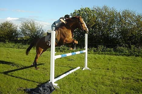 Fuldblod (XX) Dior - træning... billede 5