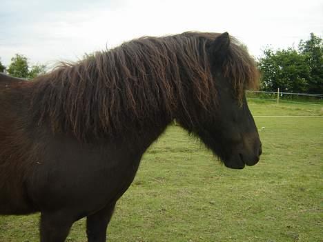 Shetlænder Tulle billede 4