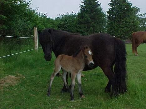 Shetlænder Tulle billede 8