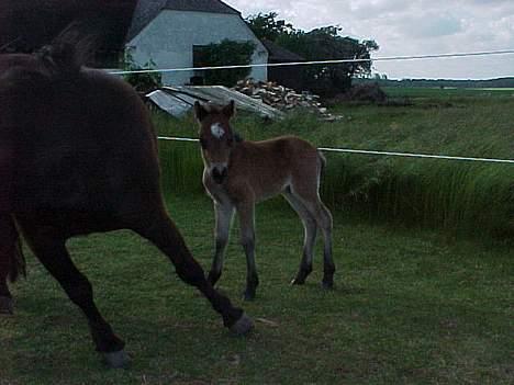 Shetlænder Tulle billede 10