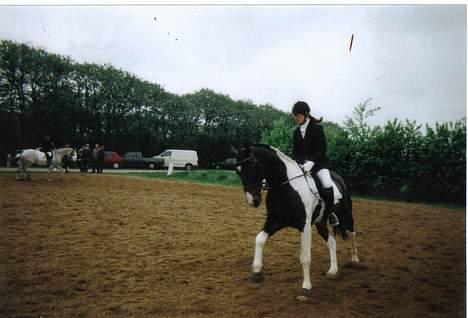 Pinto Indy (Thor)..-Solgt- - En lille galop i NVR.. billede 4