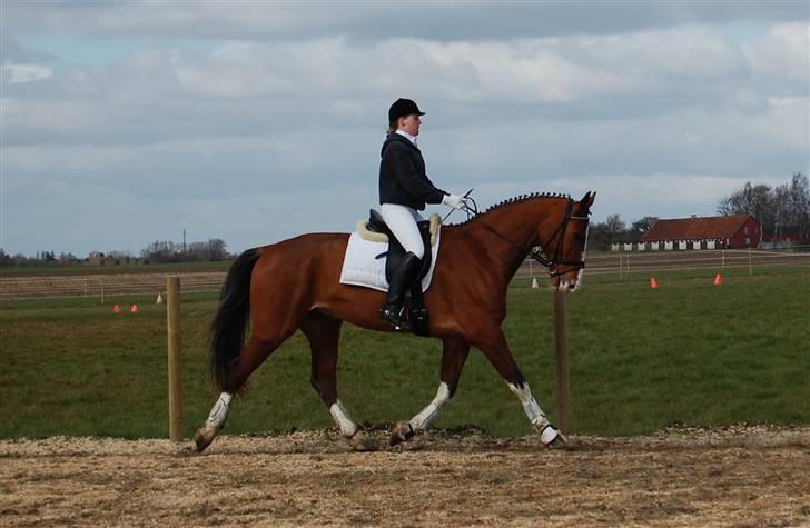 Dansk Varmblod Sylvester Stallone- SOLGT - min smukke hest <3 Faxe d. 6 april 2008 billede 4