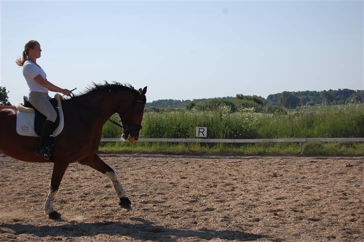 Dansk Varmblod Sylvester Stallone- SOLGT - sylvester og jeg, taget d. 2 juni 2008 billede 5