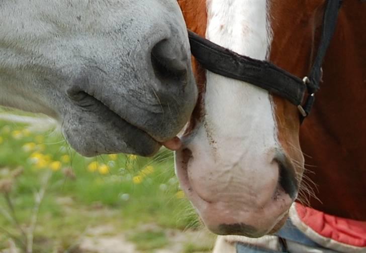Dansk Varmblod Sylvester Stallone- SOLGT - sylle bliver slikket på mulen. billede 6
