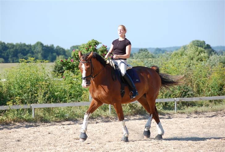 Dansk Varmblod Sylvester Stallone- SOLGT - Sylvester, undervisning d. 3 juli 08 billede 7