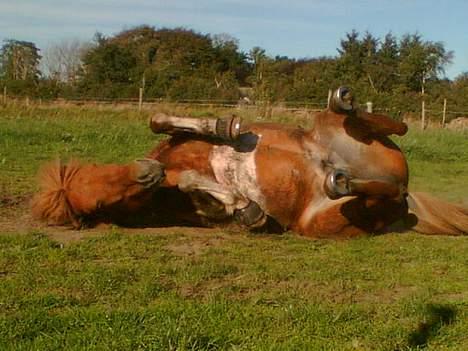 Islænder Mellemhavens Tjalfe  billede 16