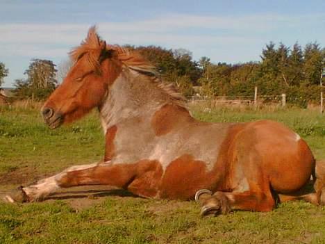Islænder Mellemhavens Tjalfe  billede 19