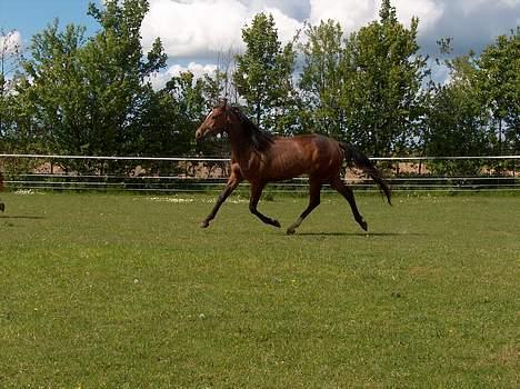 Trakehner Kejserinden(SOLGT) billede 20