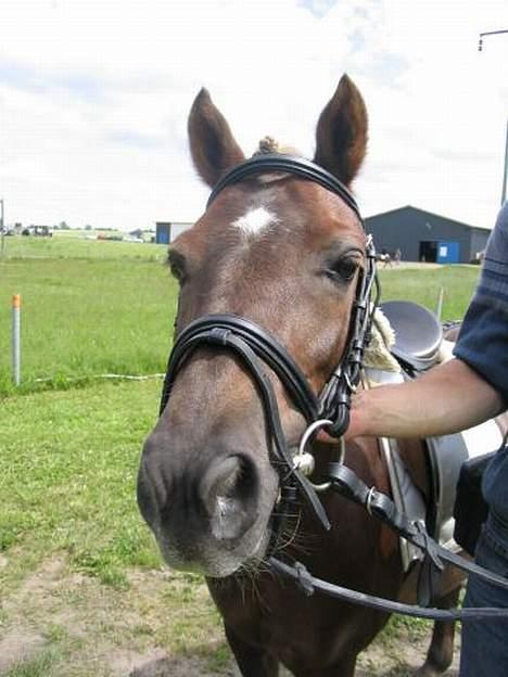 Dartmoor Sille - Min Mulle´s smukke hoved.  billede 1